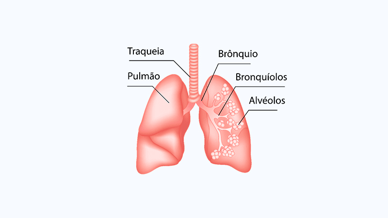 composição do pulmão