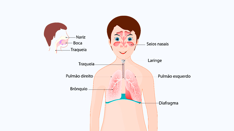 sistema respiratório