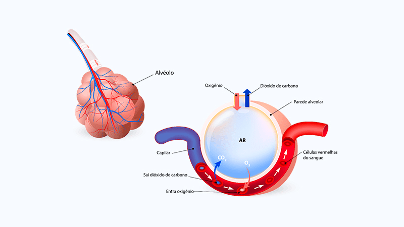 troca gasosa no alveolo